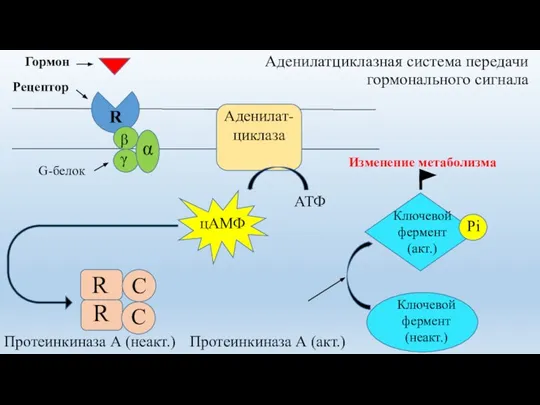 Аденилатциклазная система передачи гормонального сигнала Гормон Аденилат- циклаза АТФ G-белок Протеинкиназа