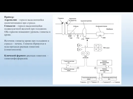 Пример: Адреналин – гормон выделяющийся надпочечниками при стрессе. Глюкагон – гормон
