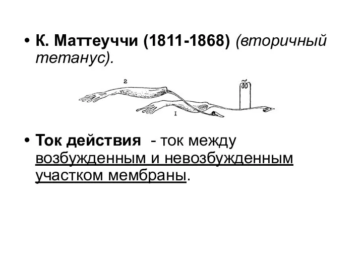 К. Маттеуччи (1811-1868) (вторичный тетанус). Ток действия - ток между возбужденным и невозбужденным участком мембраны.