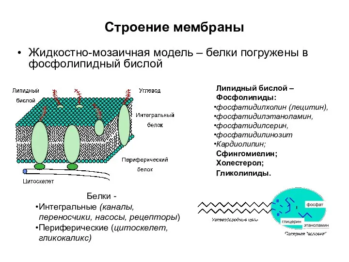 Строение мембраны Жидкостно-мозаичная модель – белки погружены в фосфолипидный бислой Липидный