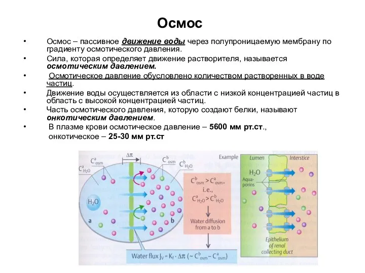 Осмос Осмос – пассивное движение воды через полупроницаемую мембрану по градиенту