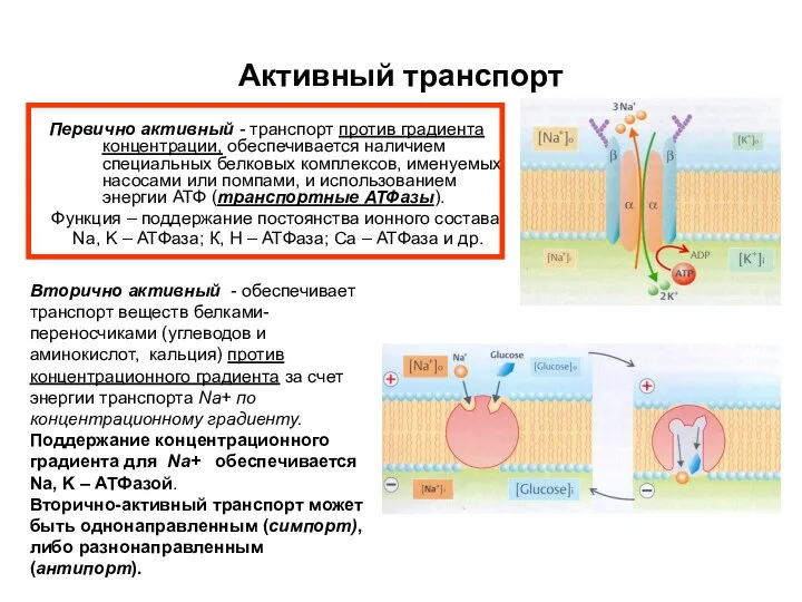 Активный транспорт Первично активный - транспорт против градиента концентрации, обеспечивается наличием