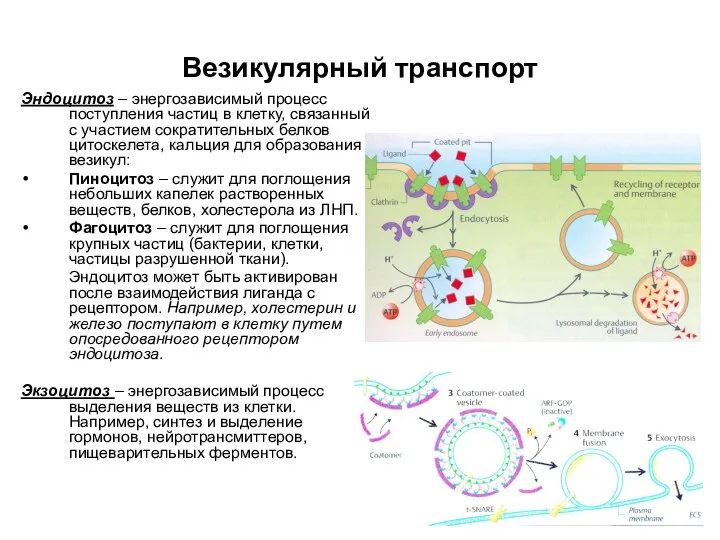 Везикулярный транспорт Эндоцитоз – энергозависимый процесс поступления частиц в клетку, связанный