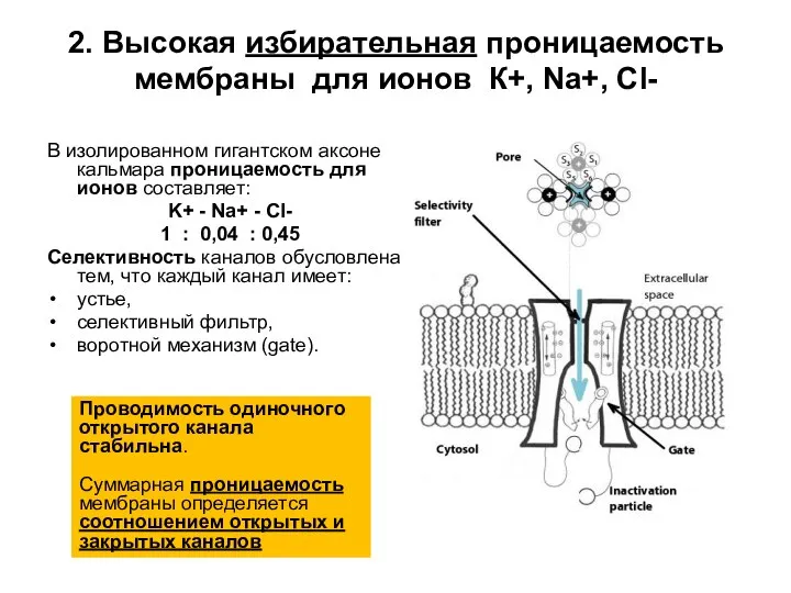 2. Высокая избирательная проницаемость мембраны для ионов К+, Na+, Cl- В