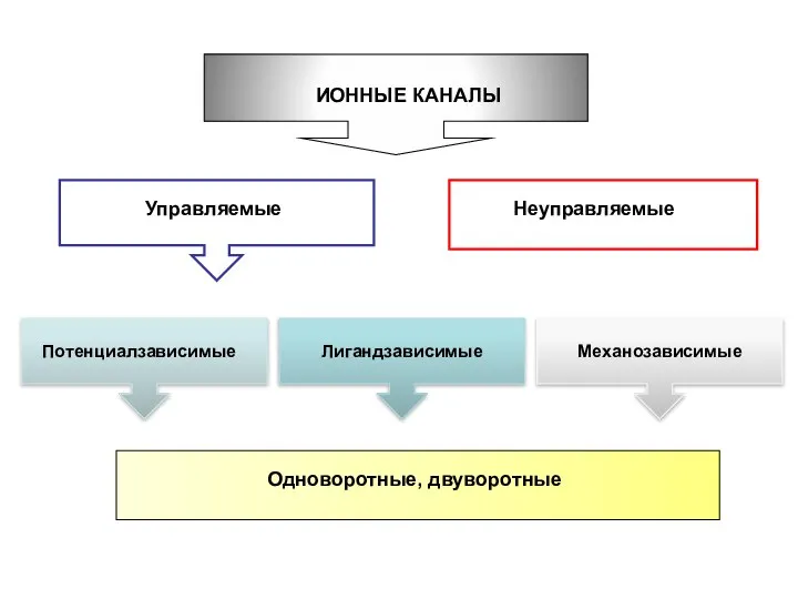 ИОННЫЕ КАНАЛЫ Управляемые Неуправляемые Потенциалзависимые Лигандзависимые Механозависимые Одноворотные, двуворотные