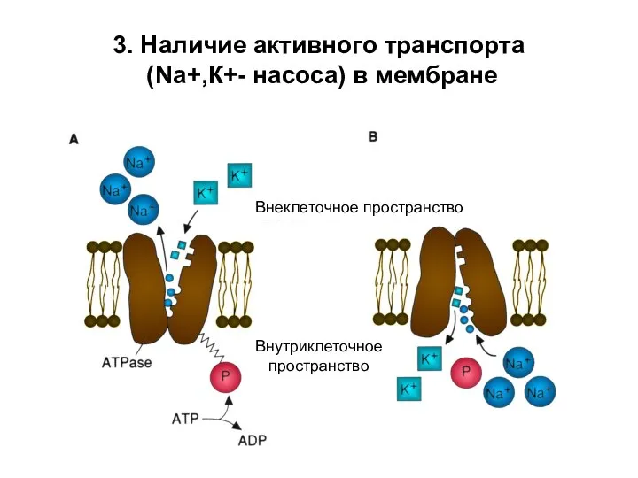 3. Наличие активного транспорта (Nа+,К+- насоса) в мембране Внеклеточное пространство Внутриклеточное пространство