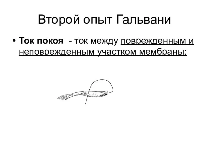 Второй опыт Гальвани Ток покоя - ток между поврежденным и неповрежденным участком мембраны;