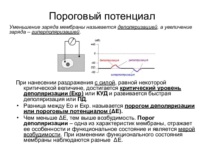 Пороговый потенциал При нанесении раздражения с силой, равной некоторой критической величине,