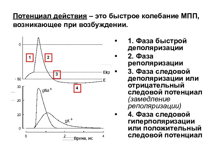 Потенциал действия – это быстрое колебание МПП, возникающее при возбуждении. 1.