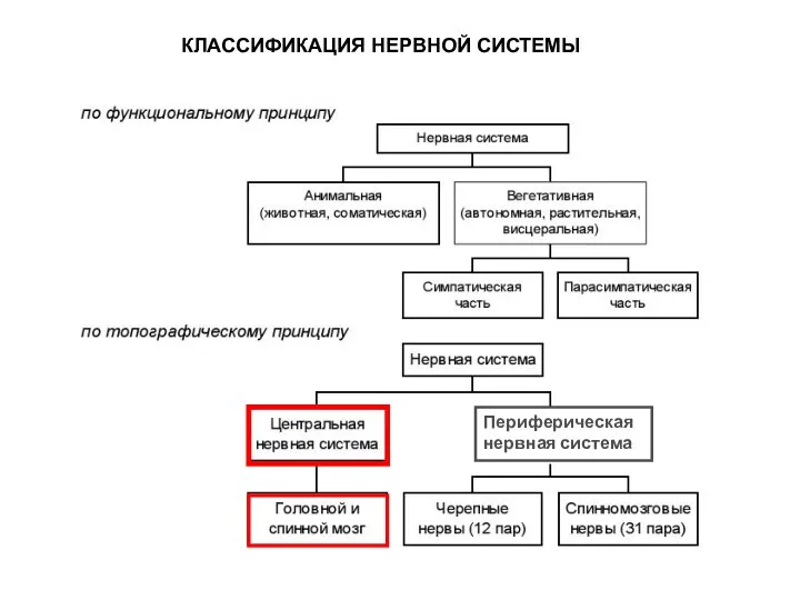 КЛАССИФИКАЦИЯ НЕРВНОЙ СИСТЕМЫ Периферическая нервная система