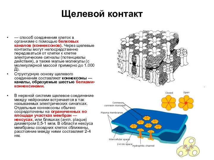 Щелевой контакт — способ соединения клеток в организме с помощью белковых