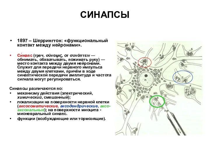 СИНАПСЫ 1897 – Шеррингтон: «функциональный контакт между нейронами». Си́напс (греч. σύναψις,