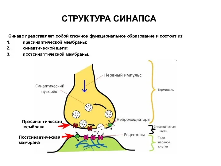 СТРУКТУРА СИНАПСА Синапс представляет собой сложное функциональное образование и состоит из: