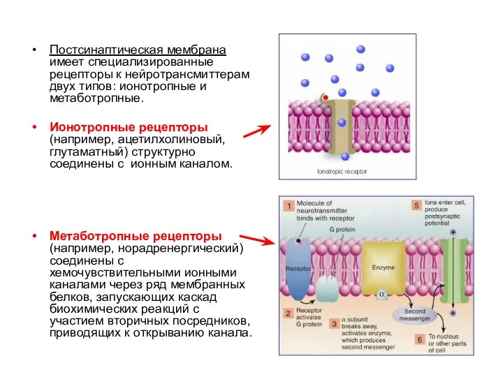 Постсинаптическая мембрана имеет специализированные рецепторы к нейротрансмиттерам двух типов: ионотропные и