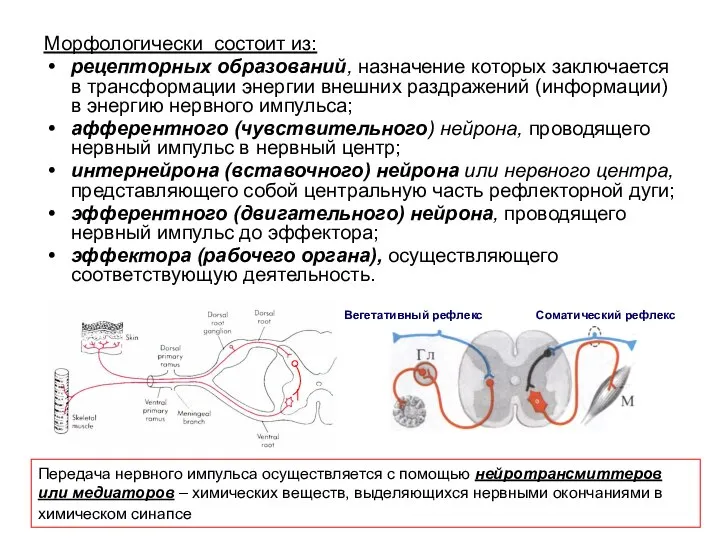 Морфологически состоит из: рецепторных образований, назначение которых заключается в трансформации энергии