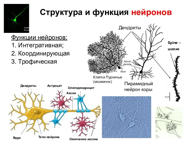 Структура и функция нейронов Функции нейронов: 1. Интегративная; 2. Координирующая 3. Трофическая Spine – шипик Дендриты