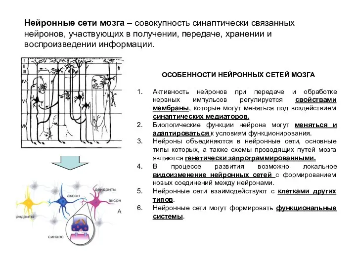 Нейронные сети мозга – совокупность синаптически связанных нейронов, участвующих в получении,