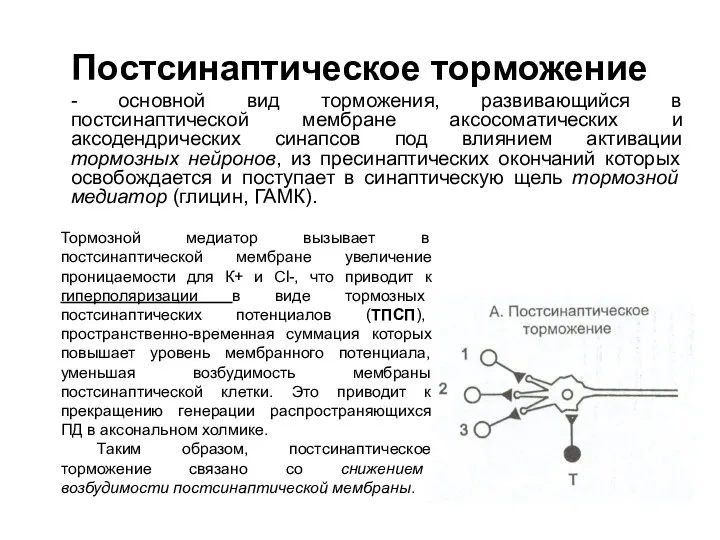 Постсинаптическое торможение - основной вид торможения, развивающийся в постсинаптической мембране аксосоматических