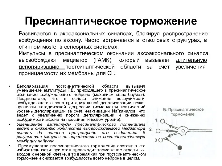 Пресинаптическое торможение Деполяризация постсинаптической области вызывает уменьшение амплитуды ПД, приходящего в