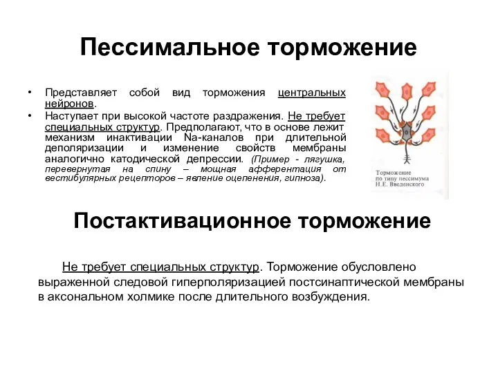 Пессимальное торможение Представляет собой вид торможения центральных нейронов. Наступает при высокой