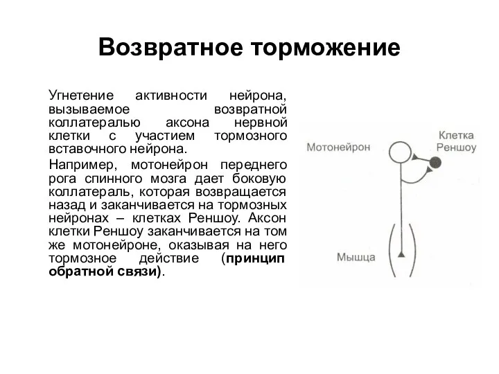 Возвратное торможение Угнетение активности нейрона, вызываемое возвратной коллатералью аксона нервной клетки