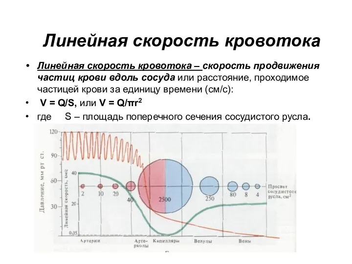 Линейная скорость кровотока Линейная скорость кровотока – скорость продвижения частиц крови