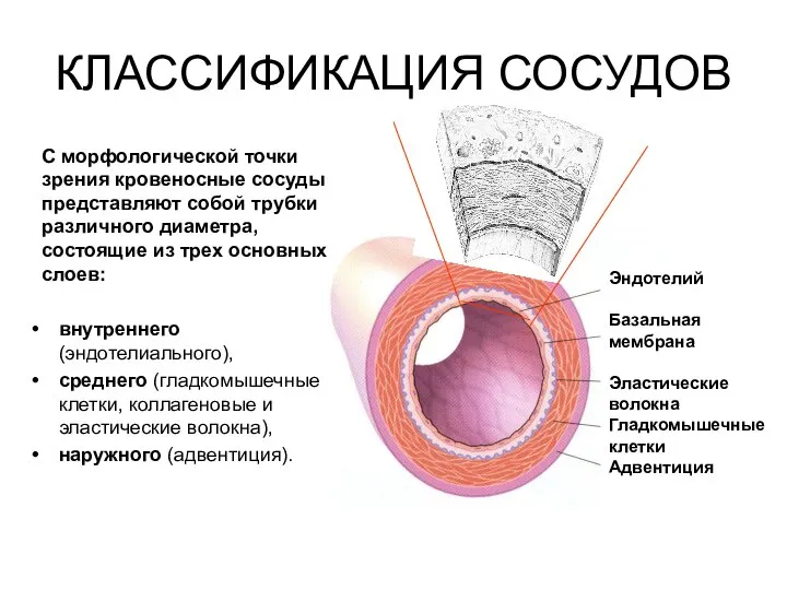 КЛАССИФИКАЦИЯ СОСУДОВ внутреннего (эндотелиального), среднего (гладкомышечные клетки, коллагеновые и эластические волокна),