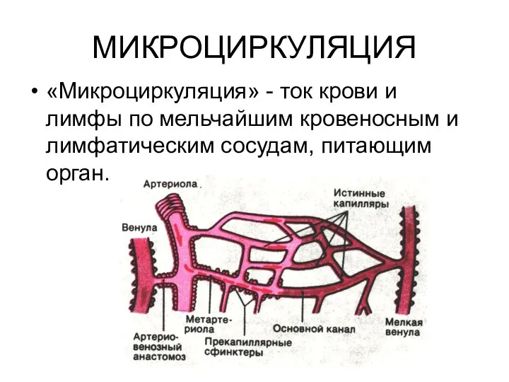 МИКРОЦИРКУЛЯЦИЯ «Микроциркуляция» - ток крови и лимфы по мельчайшим кровеносным и лимфатическим сосудам, питающим орган.