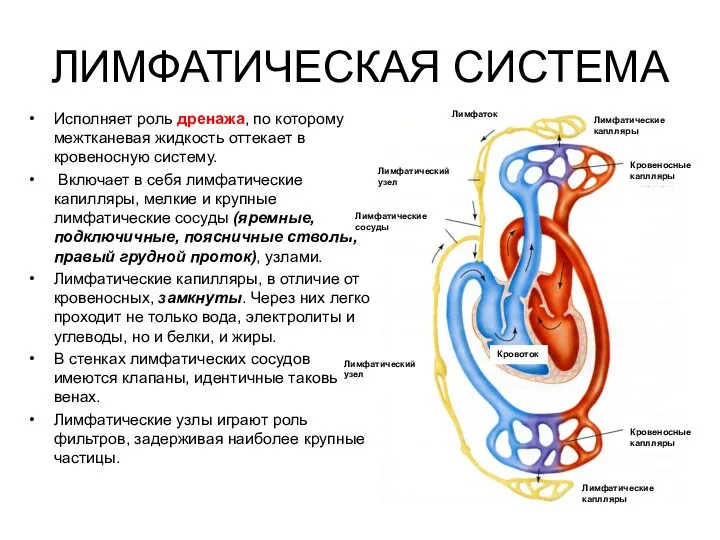 ЛИМФАТИЧЕСКАЯ СИСТЕМА Исполняет роль дренажа, по которому межтканевая жидкость оттекает в