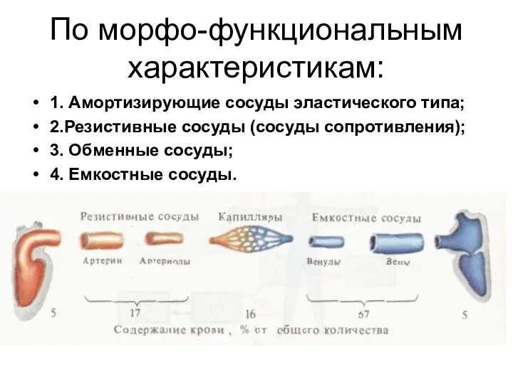 По морфо-функциональным характеристикам: 1. Амортизирующие сосуды эластического типа; 2.Резистивные сосуды (сосуды