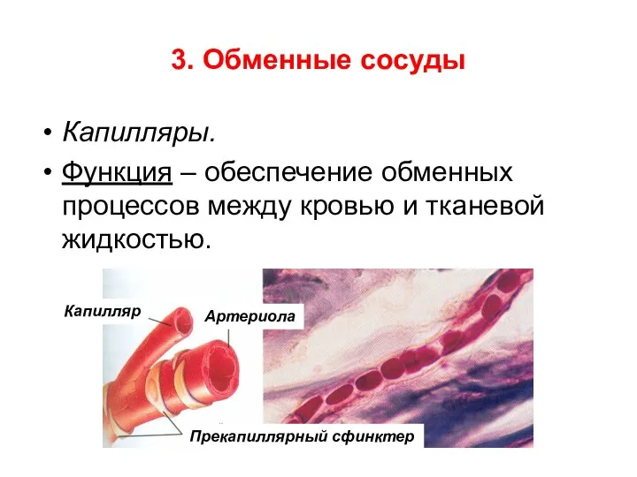 3. Обменные сосуды Капилляры. Функция – обеспечение обменных процессов между кровью