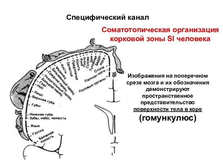 Специфический канал Соматотопическая организация корковой зоны SI человека Изображения на поперечном