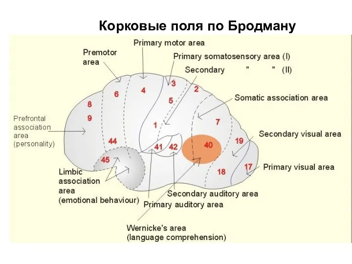 Корковые поля по Бродману