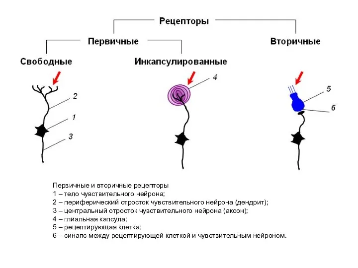 Первичные и вторичные рецепторы 1 – тело чувствительного нейрона; 2 –