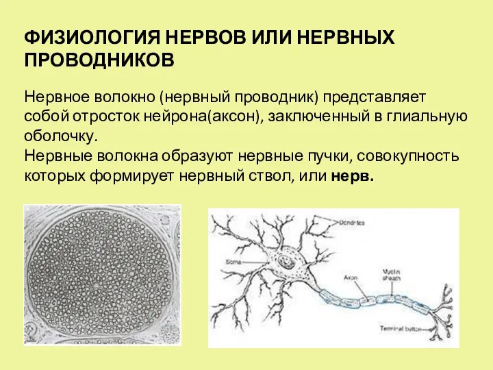 ФИЗИОЛОГИЯ НЕРВОВ ИЛИ НЕРВНЫХ ПРОВОДНИКОВ Нервное волокно (нервный проводник) представляет собой