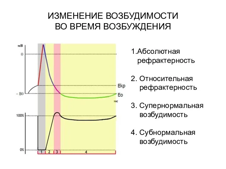 ИЗМЕНЕНИЕ ВОЗБУДИМОСТИ ВО ВРЕМЯ ВОЗБУЖДЕНИЯ 1.Абсолютная рефрактерность 2. Относительная рефрактерность 3. Супернормальная возбудимость 4. Субнормальная возбудимость