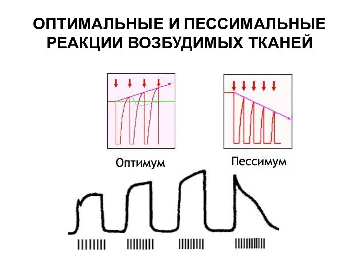 ОПТИМАЛЬНЫЕ И ПЕССИМАЛЬНЫЕ РЕАКЦИИ ВОЗБУДИМЫХ ТКАНЕЙ