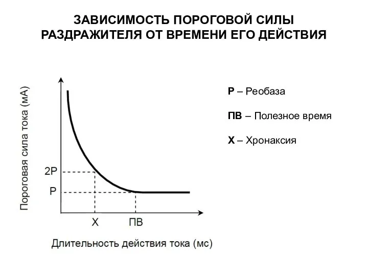 ЗАВИСИМОСТЬ ПОРОГОВОЙ СИЛЫ РАЗДРАЖИТЕЛЯ ОТ ВРЕМЕНИ ЕГО ДЕЙСТВИЯ Р – Реобаза