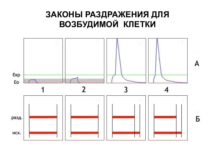 ЗАКОНЫ РАЗДРАЖЕНИЯ ДЛЯ ВОЗБУДИМОЙ КЛЕТКИ