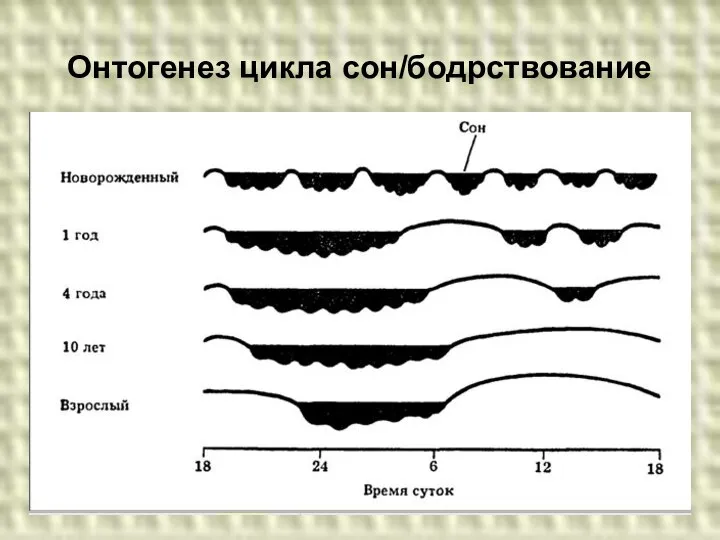 Онтогенез цикла сон/бодрствование