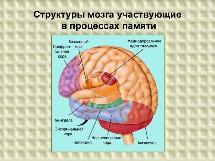 Структуры мозга участвующие в процессах памяти
