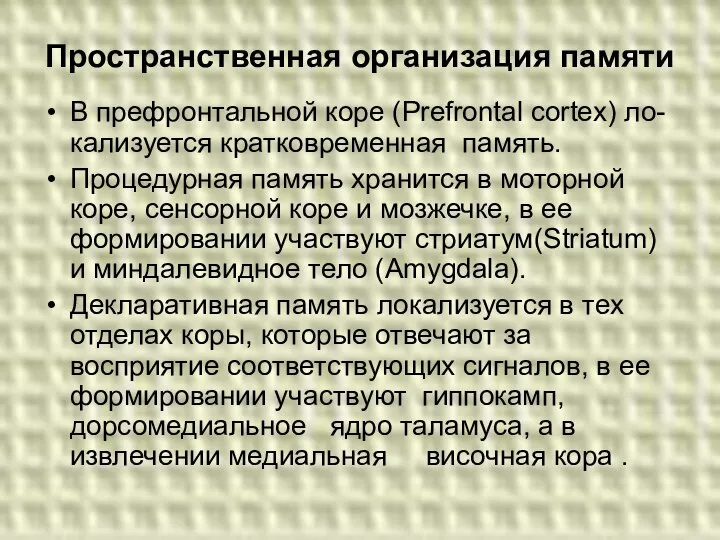 Пространственная организация памяти В префронтальной коре (Prefrontal cortex) ло-кализуется кратковременная память.