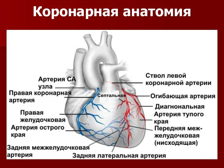 Коронарная анатомия