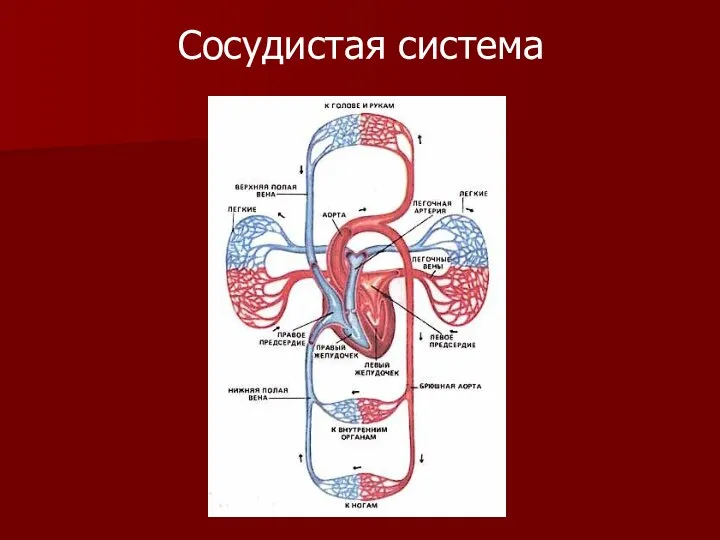 Сосудистая система