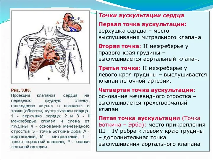 Точки аускультации сердца Первая точка аускультации: верхушка сердца – место выслушивания