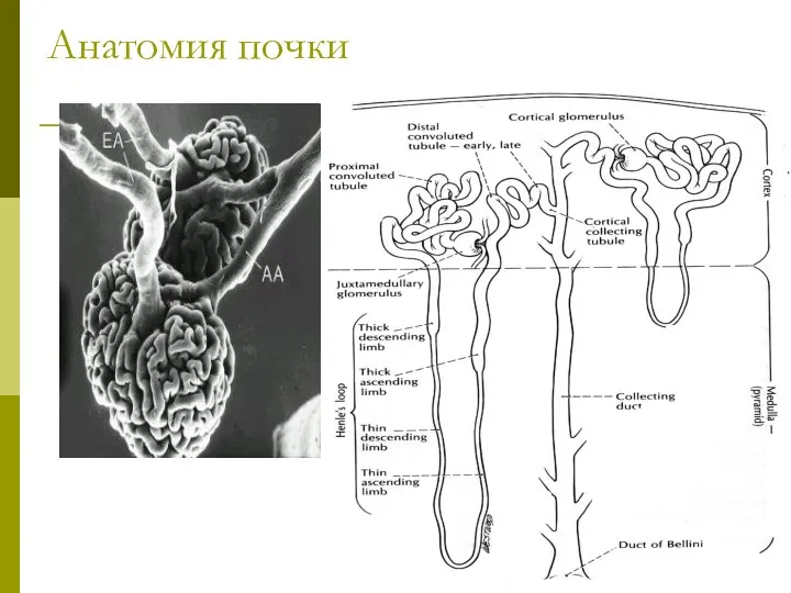 Анатомия почки