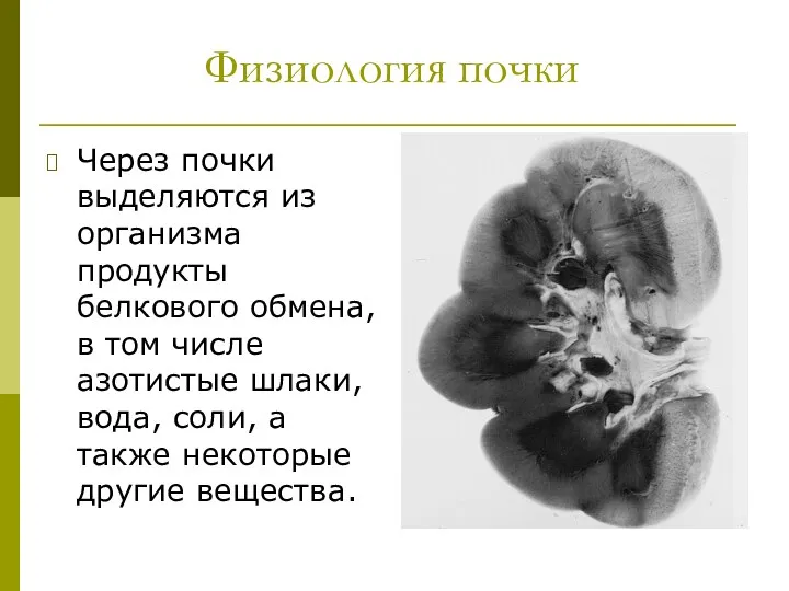 Физиология почки Через почки выделяются из организма продукты белкового обмена, в