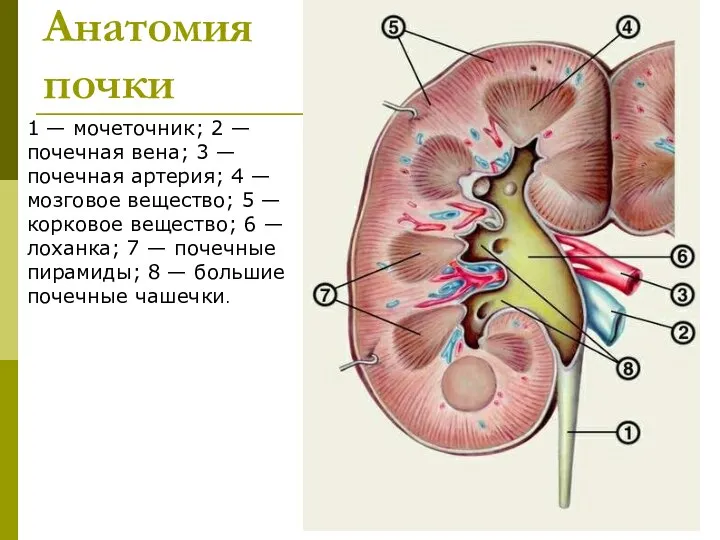 Анатомия почки 1 — мочеточник; 2 — почечная вена; 3 —