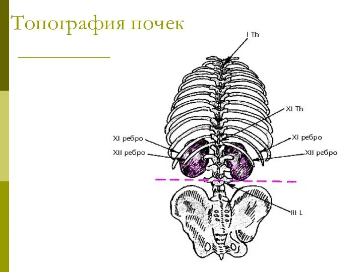 Топография почек