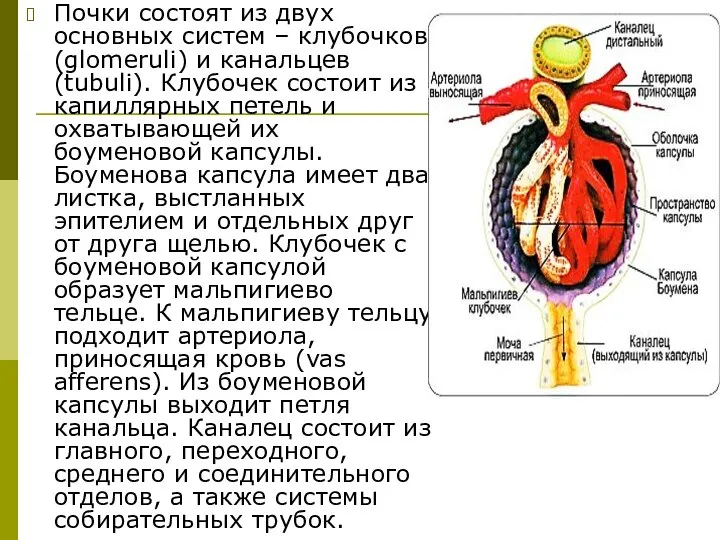 Почки состоят из двух основных систем – клубочков (glomeruli) и канальцев